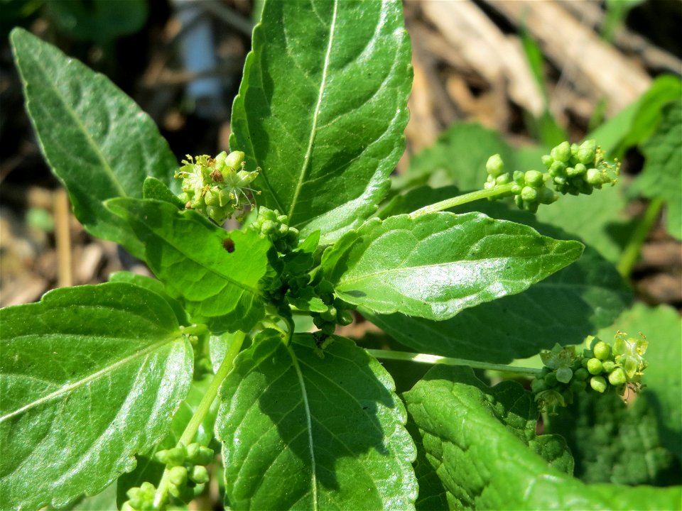 Einjähriges Bingelkraut (Mercurialis annua) in Hockenheim-Talhaus