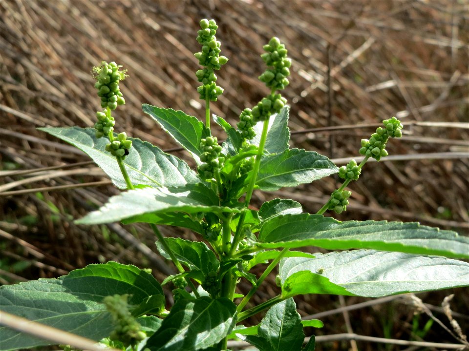 Einjähriges Bingelkraut (Mercurialis annua) im Hockenheimer Rheinbogen