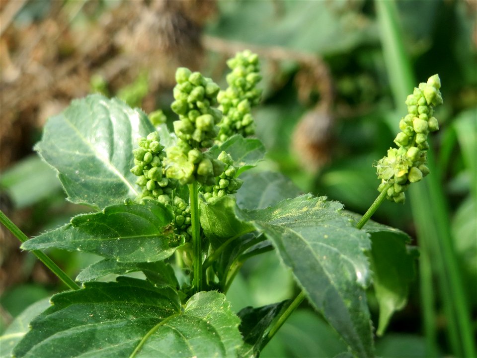 Einjähriges Bingelkraut (Mercurialis annua) in Hockenheim-Talhaus
