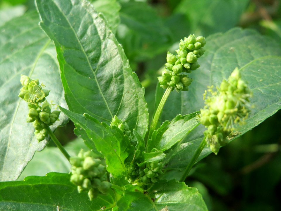 Einjähriges Bingelkraut (Mercurialis annua) in Hockenheim-Talhaus