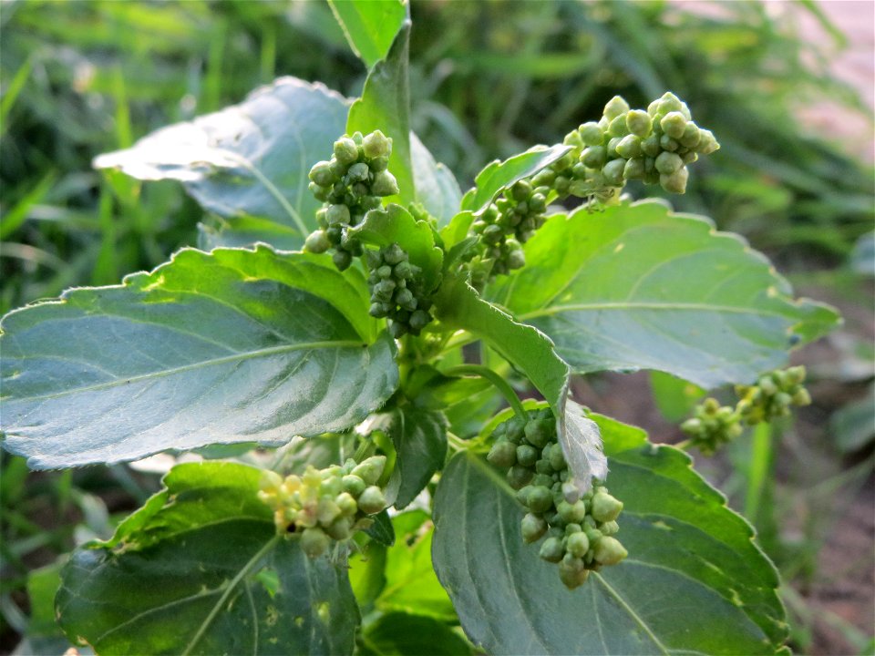 Einjähriges Bingelkraut (Mercurialis annua) in Hockenheim