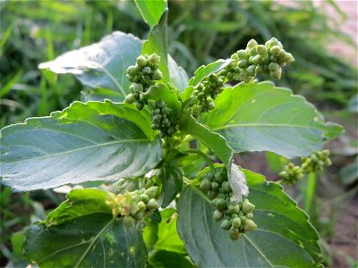 Einjähriges Bingelkraut (Mercurialis annua) in Hockenheim