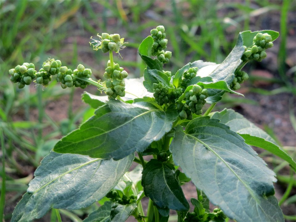 Einjähriges Bingelkraut (Mercurialis annua) in Hockenheim