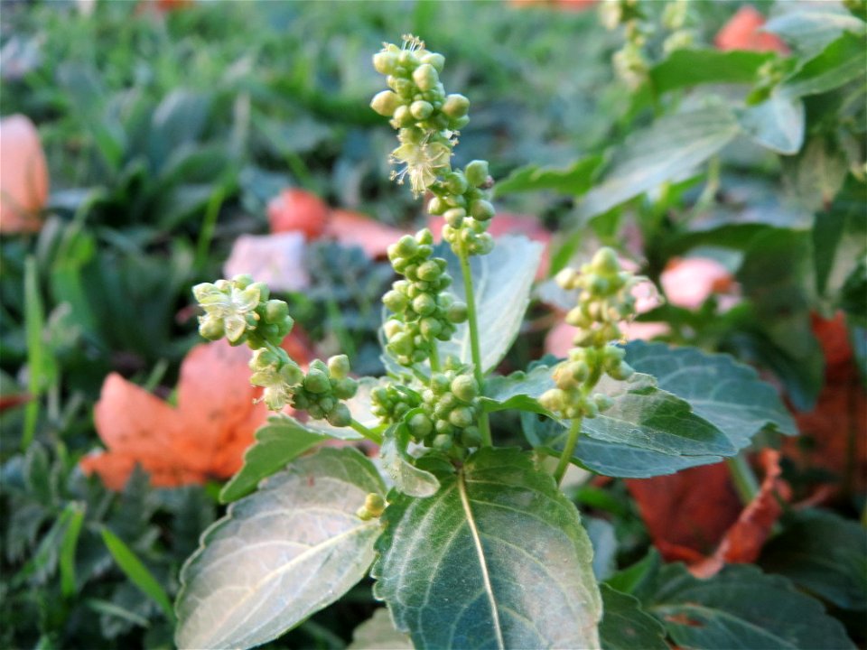 Einjähriges Bingelkraut (Mercurialis annua) in Hockenheim