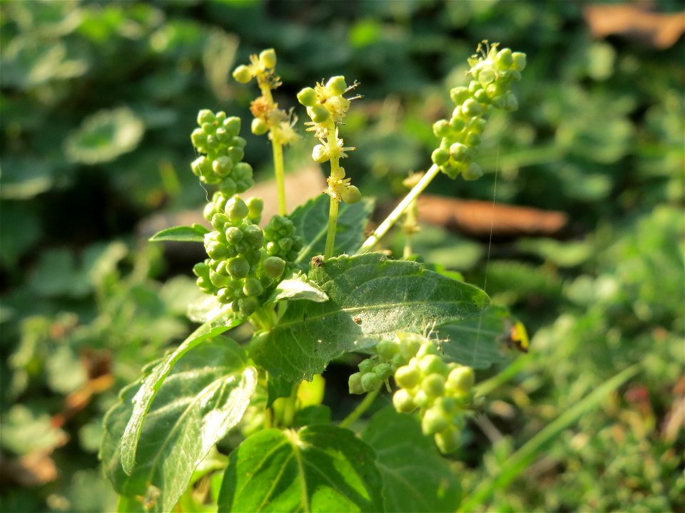 Einjähriges Bingelkraut (Mercurialis annua) in Hockenheim