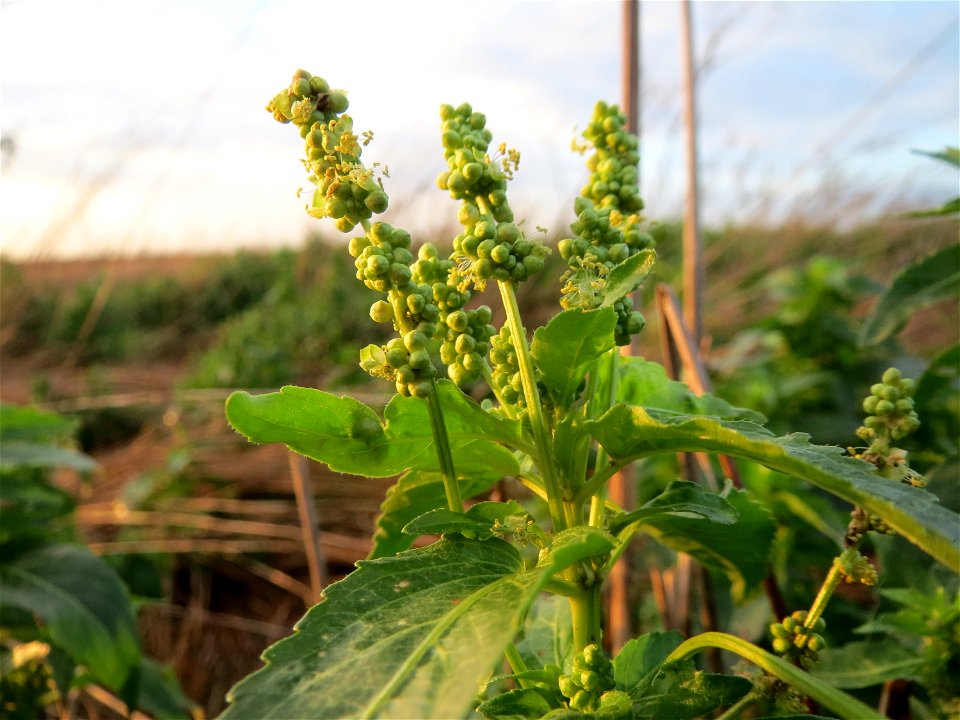 Einjähriges Bingelkraut (Mercurialis annua) im Hockenheimer Rheinbogen
