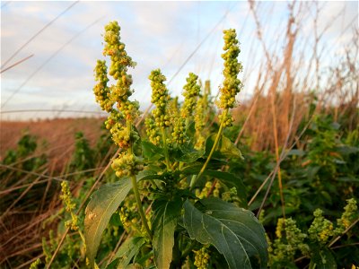 Einjähriges Bingelkraut (Mercurialis annua) im Hockenheimer Rheinbogen