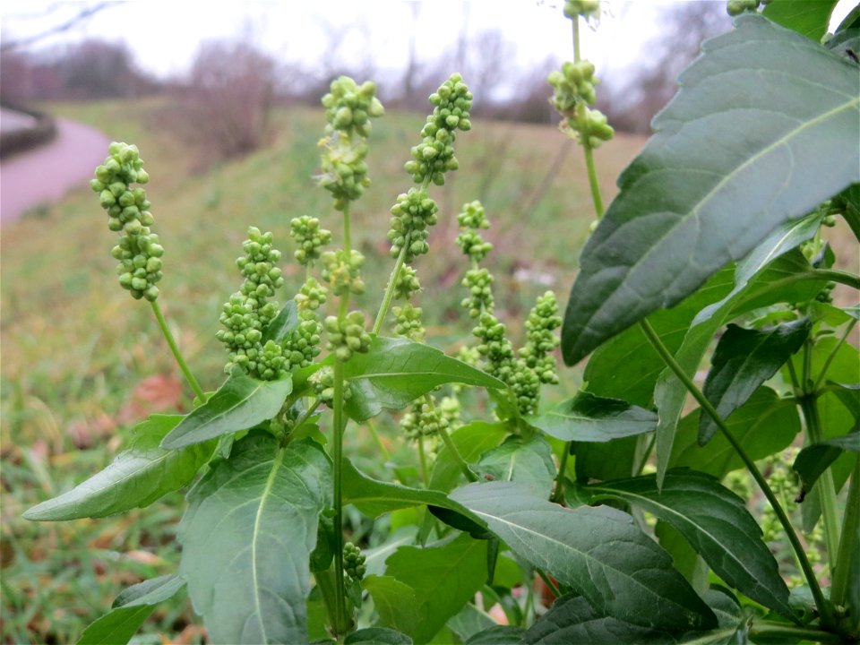 Einjähriges Bingelkraut (Mercurialis annua) in Hockenheim