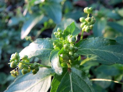 Einjähriges Bingelkraut (Mercurialis annua) im Landesgartenschaupark Hockenheim