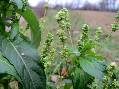 Einjähriges Bingelkraut (Mercurialis annua) in Hockenheim