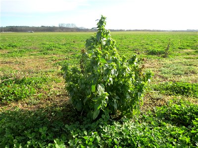 Einjähriges Bingelkraut (Mercurialis annua) bei Hockenheim