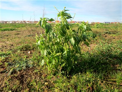 Einjähriges Bingelkraut (Mercurialis annua) bei Hockenheim