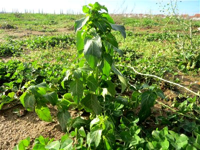 Einjähriges Bingelkraut (Mercurialis annua) bei Hockenheim