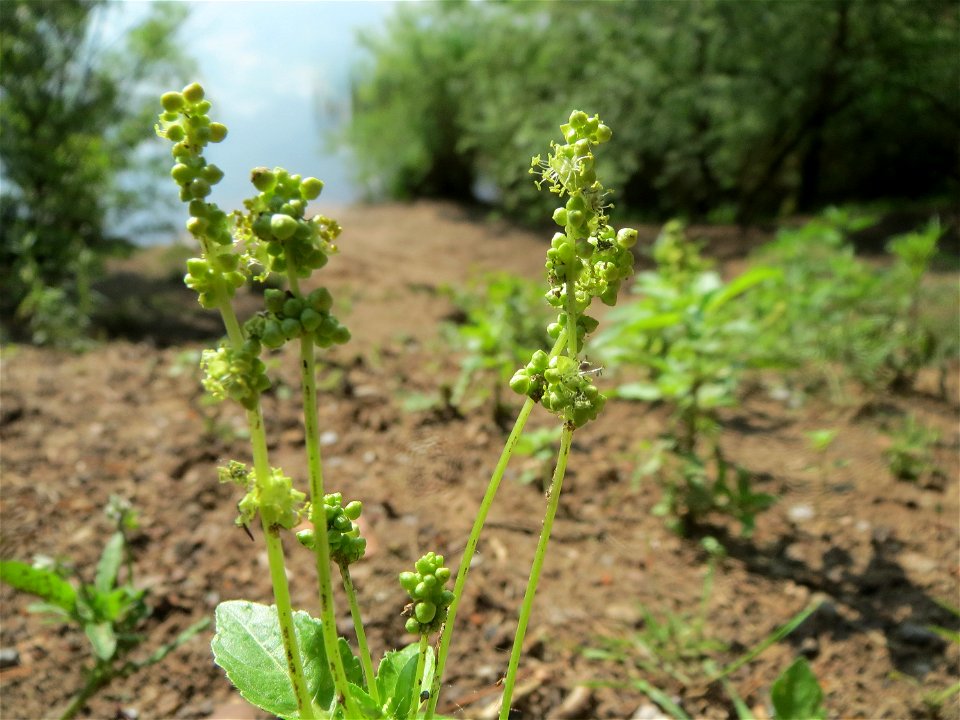 Einjähriges Bingelkraut (Mercurialis annua) im Schwetzinger Hardt