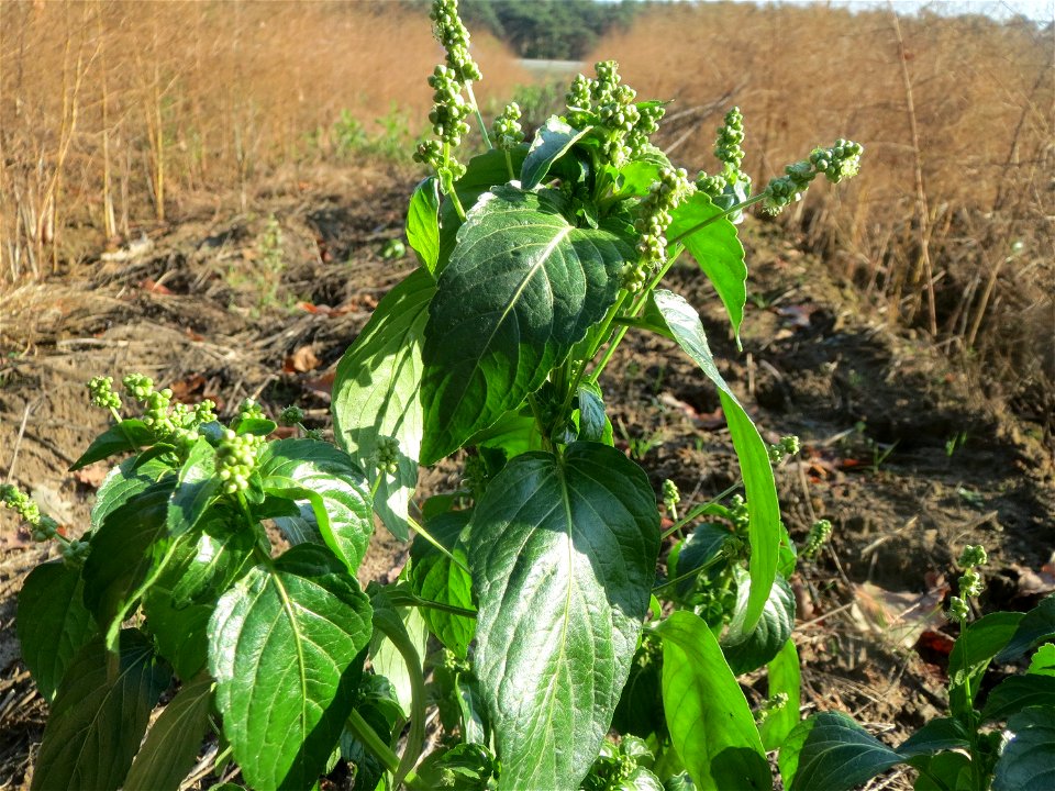 Einjähriges Bingelkraut (Mercurialis annua) in einem Spargelacker bei Reilingen