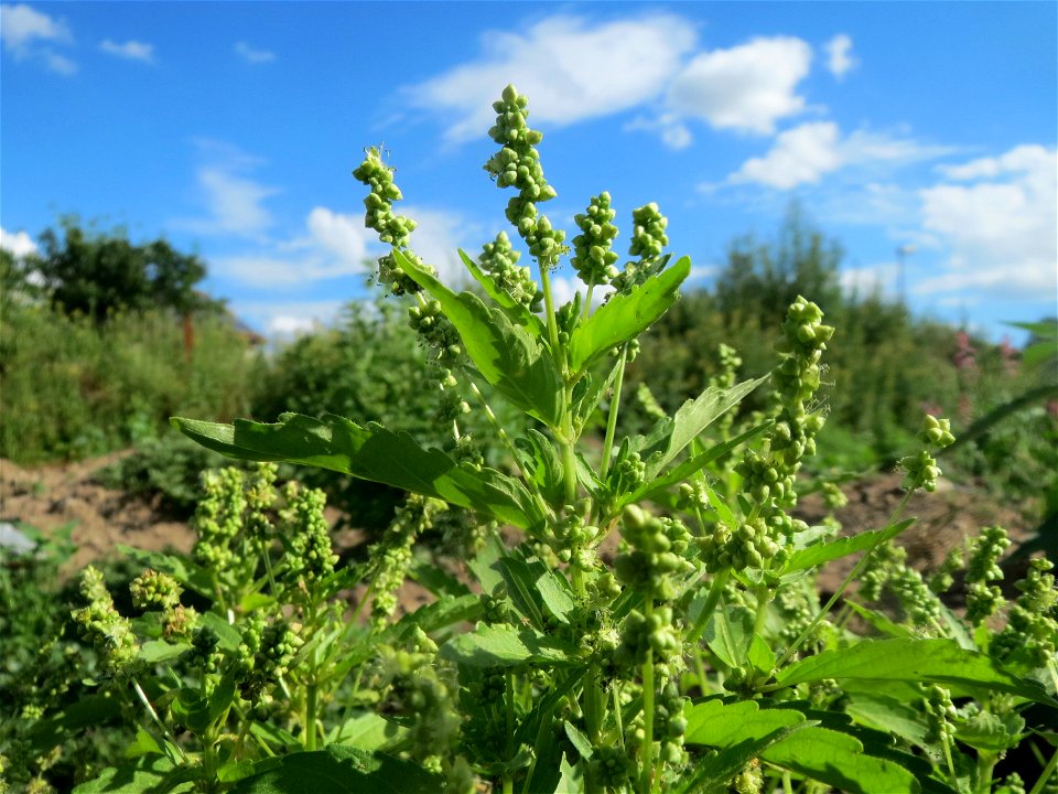Einjähriges Bingelkraut (Mercurialis annua) auf einer Ruderalfläche in Hockenheim-Talhaus