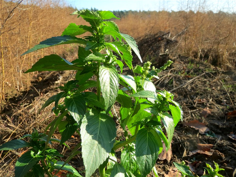 Einjähriges Bingelkraut (Mercurialis annua) in einem Spargelacker bei Reilingen