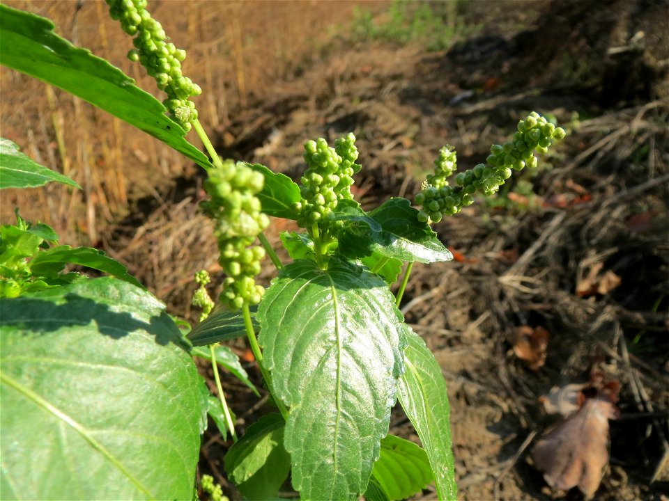 Einjähriges Bingelkraut (Mercurialis annua) in einem Spargelacker bei Reilingen