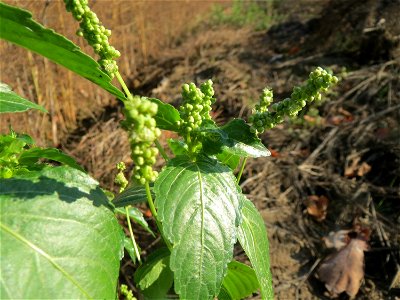 Einjähriges Bingelkraut (Mercurialis annua) in einem Spargelacker bei Reilingen
