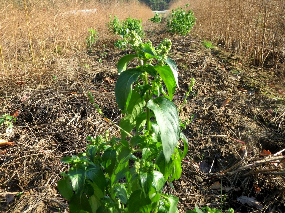 Einjähriges Bingelkraut (Mercurialis annua) in einem Spargelacker bei Reilingen