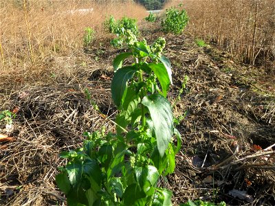 Einjähriges Bingelkraut (Mercurialis annua) in einem Spargelacker bei Reilingen