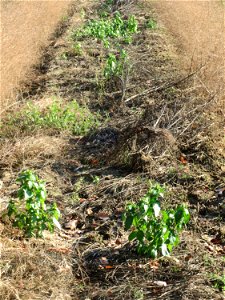 Einjähriges Bingelkraut (Mercurialis annua) in einem Spargelacker bei Reilingen