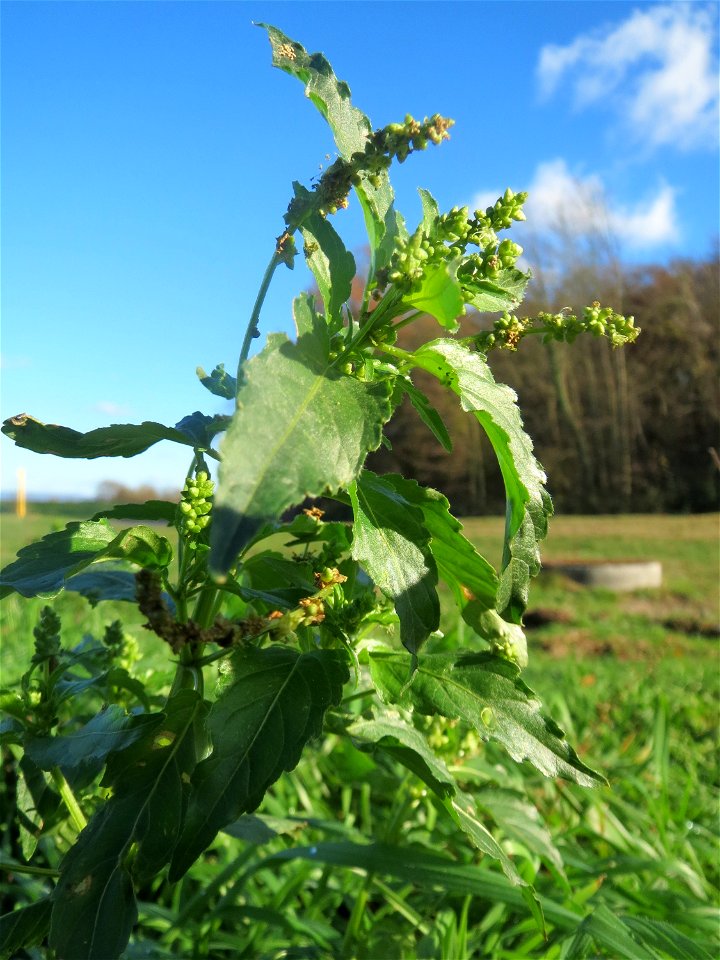 Einjähriges Bingelkraut (Mercurialis annua) bei Neulußheim (Gemarkung Altlußheim)