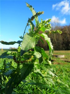 Einjähriges Bingelkraut (Mercurialis annua) bei Neulußheim (Gemarkung Altlußheim)