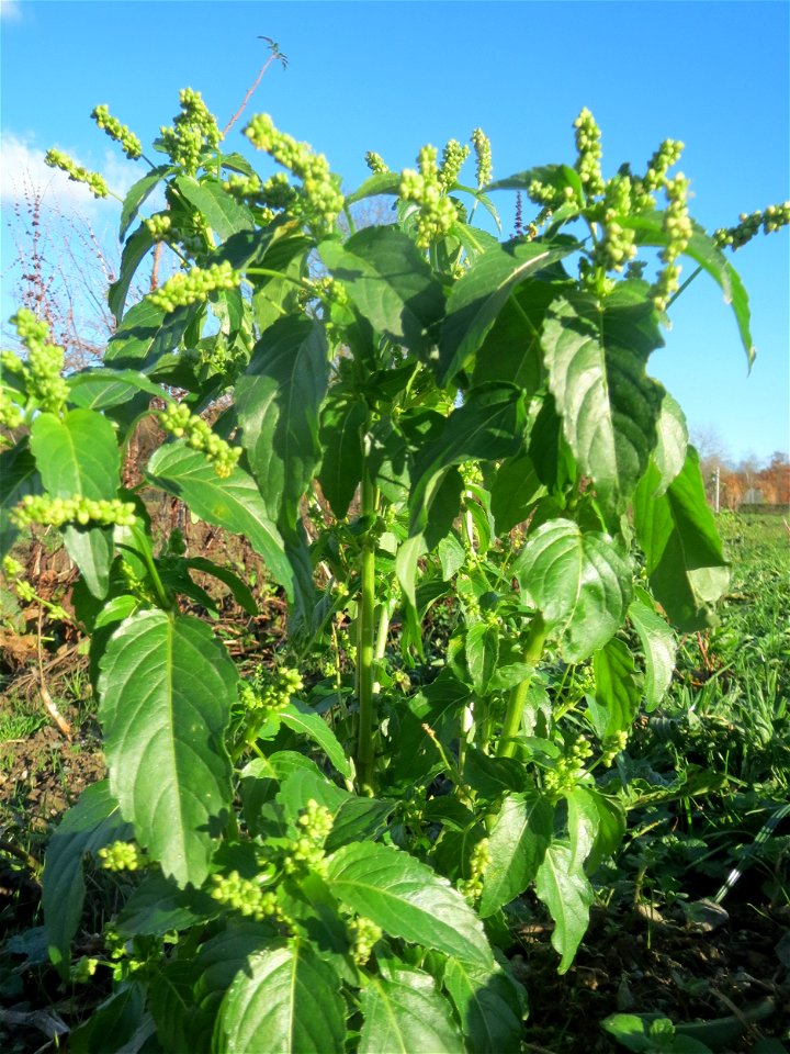 Einjähriges Bingelkraut (Mercurialis annua) bei Neulußheim (Gemarkung Altlußheim)