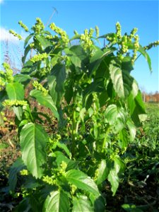 Einjähriges Bingelkraut (Mercurialis annua) bei Neulußheim (Gemarkung Altlußheim)