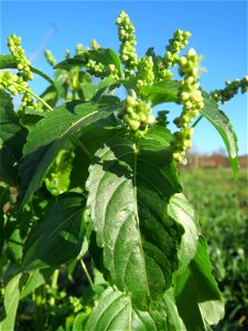 Einjähriges Bingelkraut (Mercurialis annua) bei Neulußheim (Gemarkung Altlußheim)