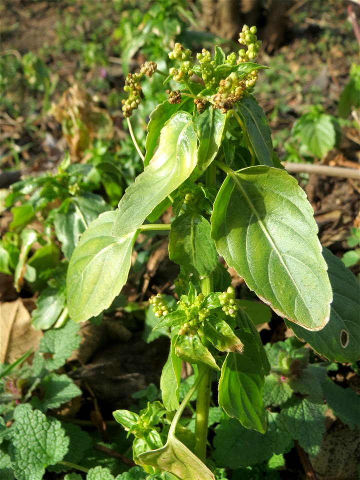 Einjähriges Bingelkraut (Mercurialis annua) im Gartenschaupark Hockenheim - häufiges "Acker-Unkraut", das gelegentlich auch in Grünanlagen vorkommt