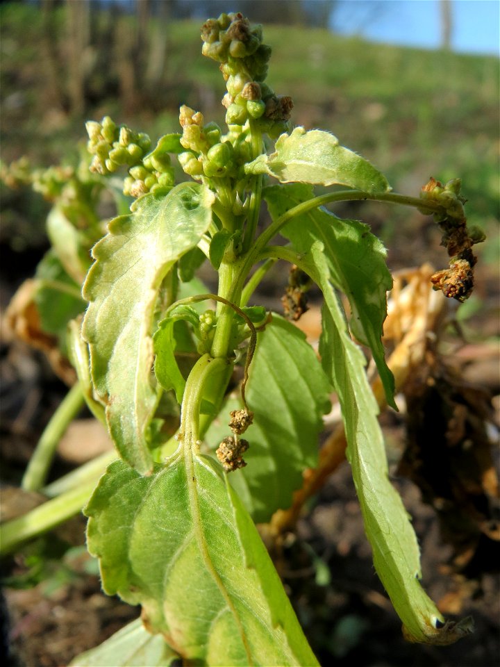 Einjähriges Bingelkraut (Mercurialis annua) im Gartenschaupark Hockenheim - häufiges "Acker-Unkraut", das gelegentlich auch in Grünanlagen vorkommt