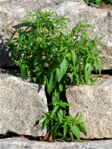 Ritzenbotanik: Einjähriges Bingelkraut (Mercurialis annua) an einer Stützmauer in Hockenheim