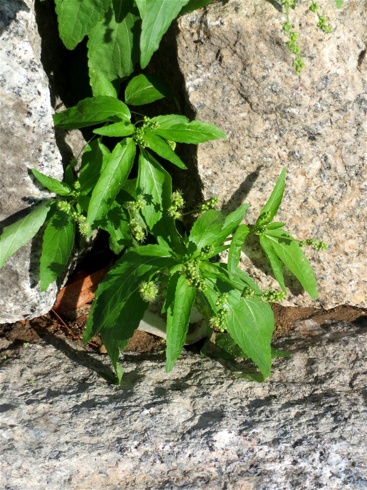 Ritzenbotanik: Einjähriges Bingelkraut (Mercurialis annua) an einer Stützmauer in Hockenheim