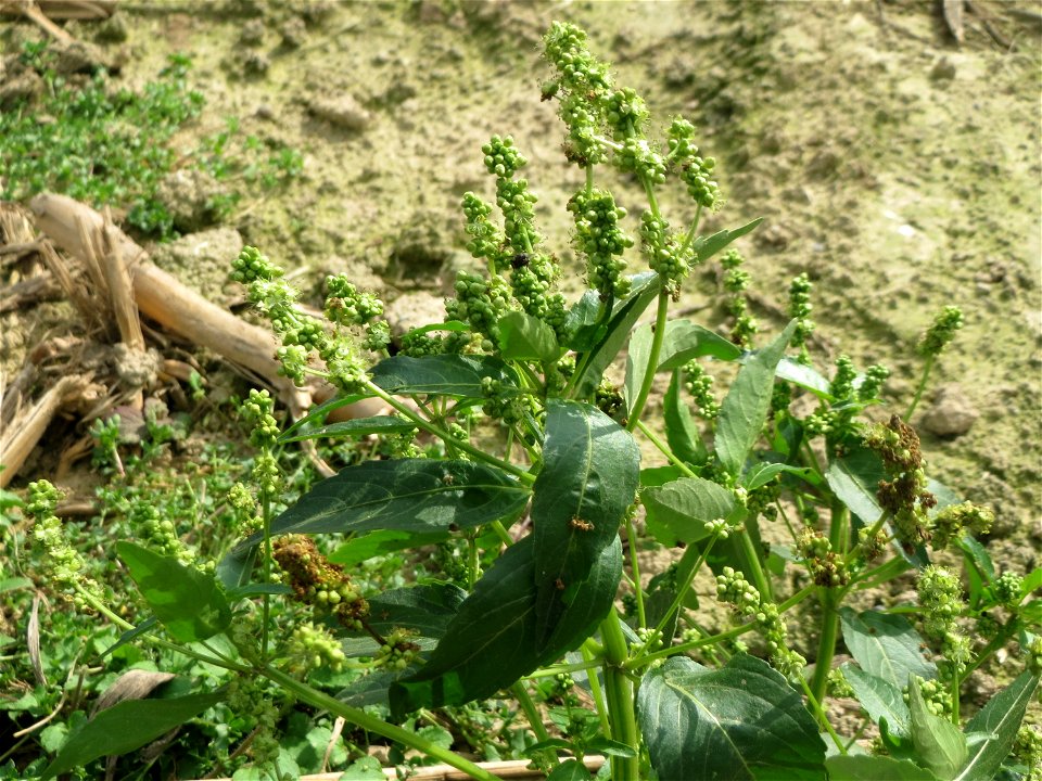 Einjähriges Bingelkraut (Mercurialis annua) auf einem abgeernteten Maisfeld im Naturschutzgebiet „Wagbachniederung“