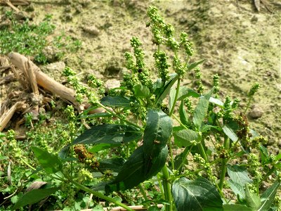 Einjähriges Bingelkraut (Mercurialis annua) auf einem abgeernteten Maisfeld im Naturschutzgebiet „Wagbachniederung“
