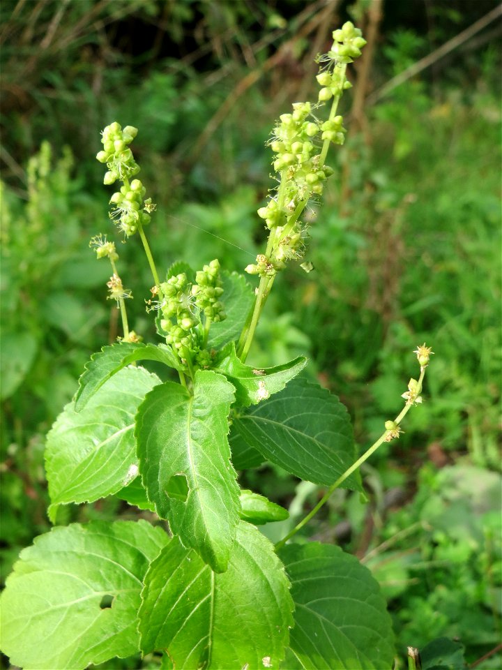 Einjähriges Bingelkraut (Mercurialis annua) im Naturschutzgebiet „Alter Bahndamm“ im Hockenheimer Rheinbogen