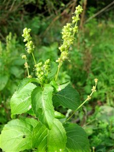 Einjähriges Bingelkraut (Mercurialis annua) im Naturschutzgebiet „Alter Bahndamm“ im Hockenheimer Rheinbogen