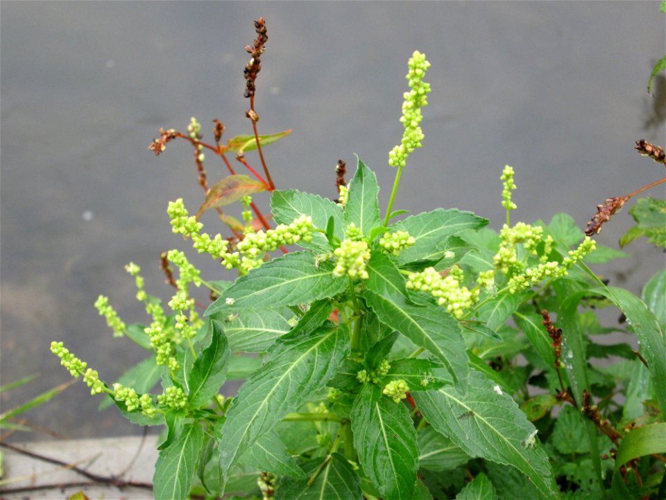 Einjähriges Bingelkraut (Mercurialis annua) am Kraichbach in Hockenheim