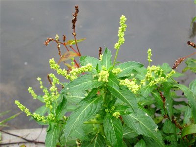 Einjähriges Bingelkraut (Mercurialis annua) am Kraichbach in Hockenheim