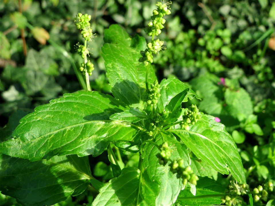 Einjähriges Bingelkraut (Mercurialis annua) auf einem Grünstreifen zwischen Eisenbahnstraße und Am Damm in Hockenheim - ursprünglich aus dem Mittelmeerraum aber schon seit dem 16.Jh. in Mitteleuropa e