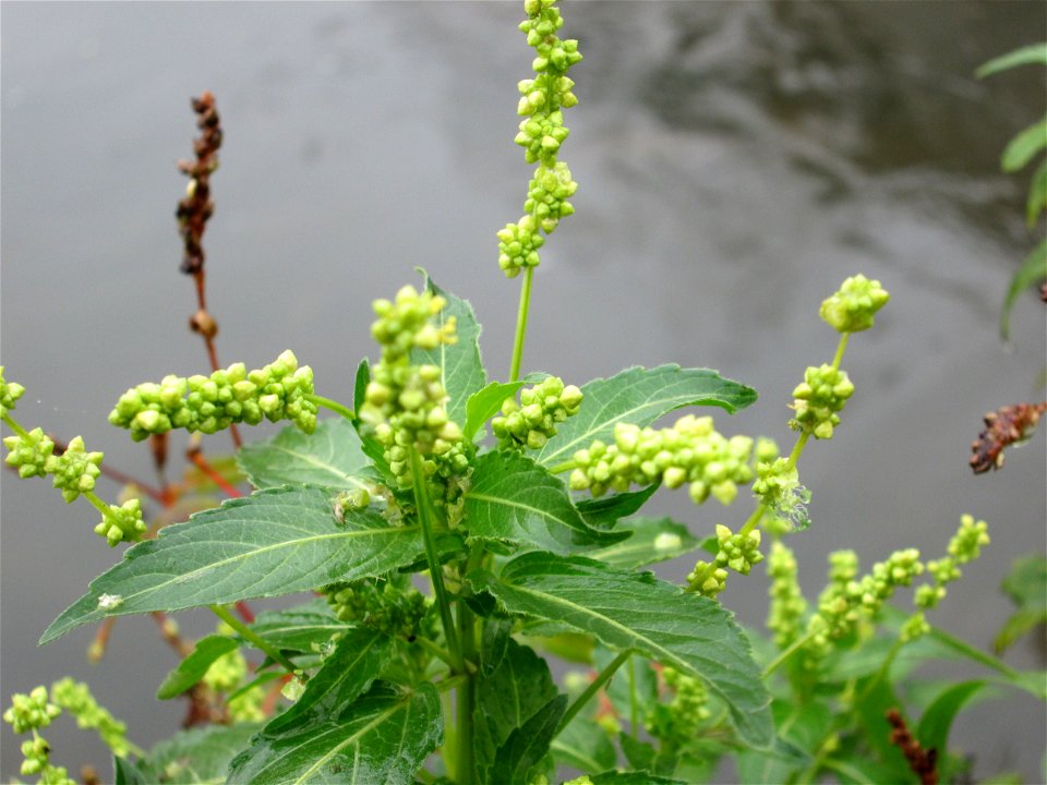 Einjähriges Bingelkraut (Mercurialis annua) am Kraichbach in Hockenheim