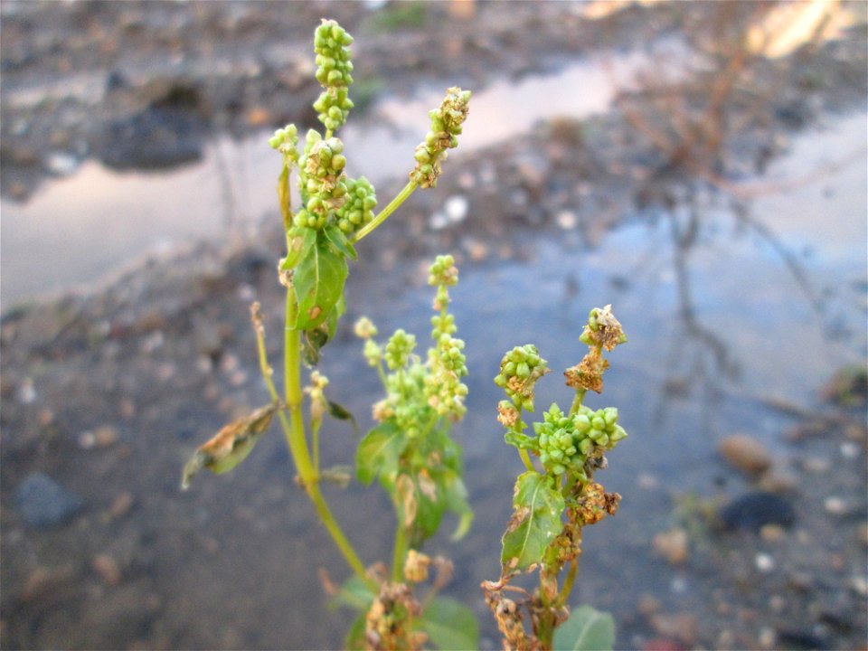 Einjähriges Bingelkraut (Mercurialis annua) auf einer Ruderalfläche in Hockenheim-Talhaus