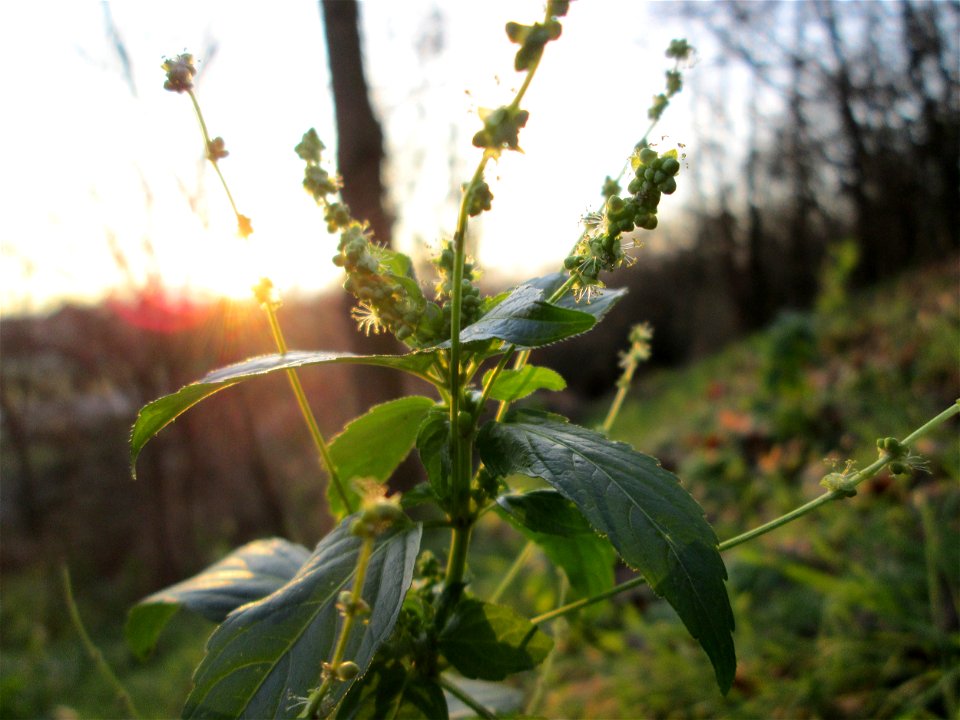 Einjähriges Bingelkraut (Mercurialis annua) an der Böschung der A61 bei Hockenheim - ursprünglich aus dem Mittelmeerraum, seit dem 16. Jahrhundert in Mitteleuropa eingebürgert.