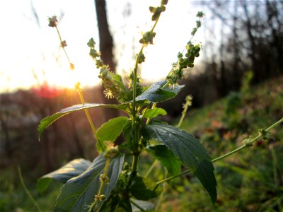 Einjähriges Bingelkraut (Mercurialis annua) an der Böschung der A61 bei Hockenheim - ursprünglich aus dem Mittelmeerraum, seit dem 16. Jahrhundert in Mitteleuropa eingebürgert.