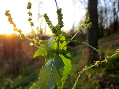 Einjähriges Bingelkraut (Mercurialis annua) an der Böschung der A61 bei Hockenheim
