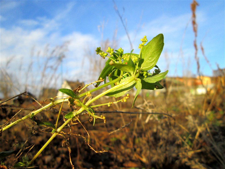 Einjähriges Bingelkraut (Mercurialis annua) auf einer sandigen Brachfläche bei Hockenheim - ursprünglich aus dem Mittelmeerraum, seit dem 16. Jahrhundert in Mitteleuropa eingebürgert.