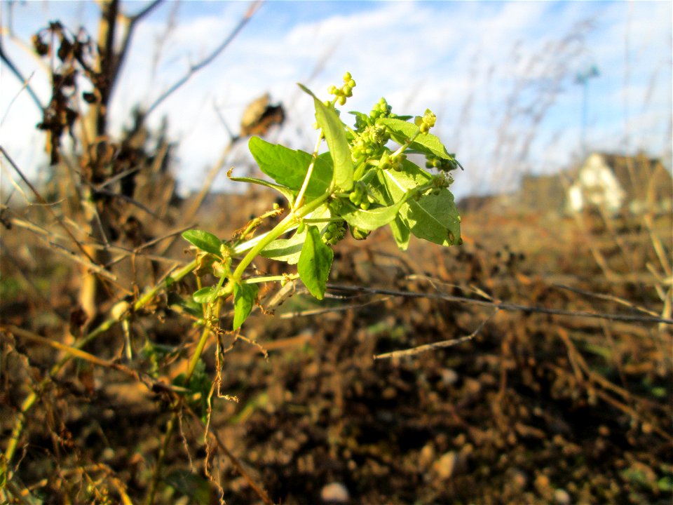 Einjähriges Bingelkraut (Mercurialis annua) auf einer sandigen Brachfläche bei Hockenheim - ursprünglich aus dem Mittelmeerraum, seit dem 16. Jahrhundert in Mitteleuropa eingebürgert.