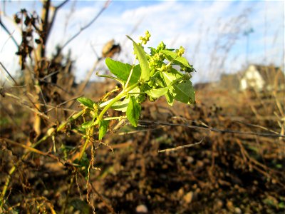 Einjähriges Bingelkraut (Mercurialis annua) auf einer sandigen Brachfläche bei Hockenheim - ursprünglich aus dem Mittelmeerraum, seit dem 16. Jahrhundert in Mitteleuropa eingebürgert.